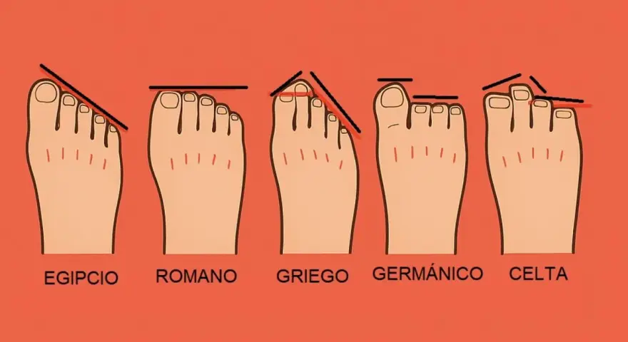 Cinco tipos de pies: egipcio, romano (dedos alineados), griego, germánico y celta. El pie romano es el que tiene el segundo dedo más corto que el pulgar.
