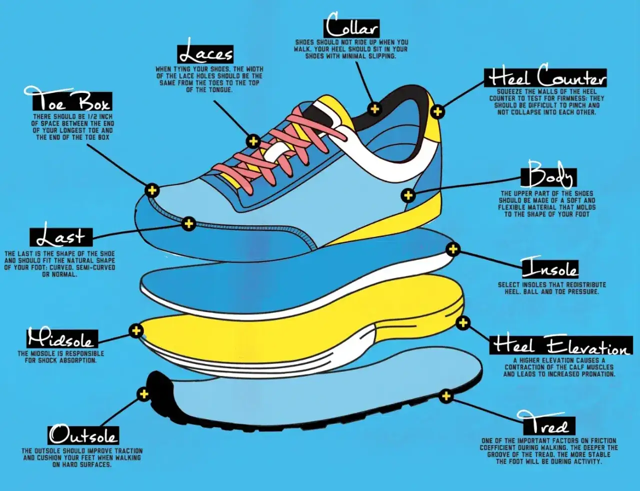 Anatomía de un zapato deportivo, mostrando sus partes: puntera, cordones, cuello, contrafuerte, cuerpo, horma, entresuela, plantilla, elevación del talón y suela. Ideal para un pie romano.